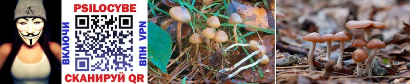 Галлюциногенные грибы Cubensis  Белореченск 